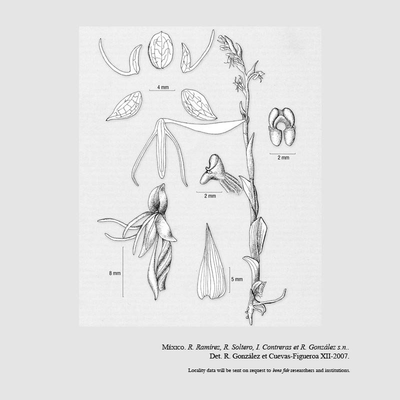 Habenaria cortesii